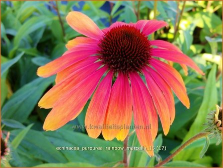 Echinacea purpurea &#039;Rainbow Marcella&#039; | Zonnehoed