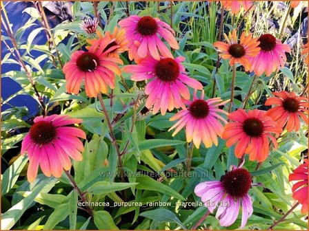 Echinacea purpurea &#039;Rainbow Marcella&#039; | Zonnehoed