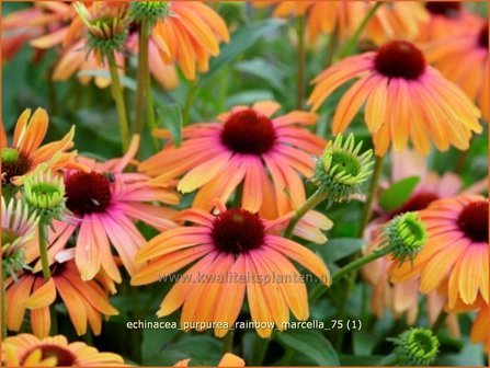 Echinacea purpurea &#039;Rainbow Marcella&#039; | Zonnehoed