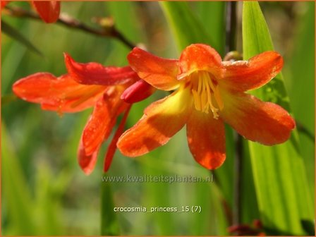 Crocosmia &#039;Princess&#039; | Montbretia