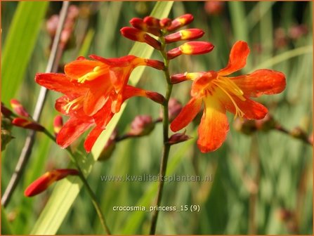 Crocosmia &#039;Princess&#039; | Montbretia