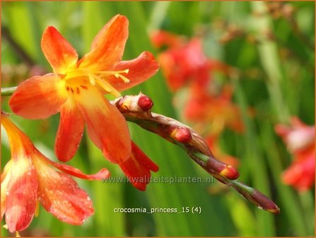 Crocosmia &#039;Princess&#039; | Montbretia