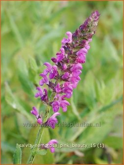 Salvia nemorosa &#039;Pink Beauty&#039; | Bossalie, Salie, Salvia