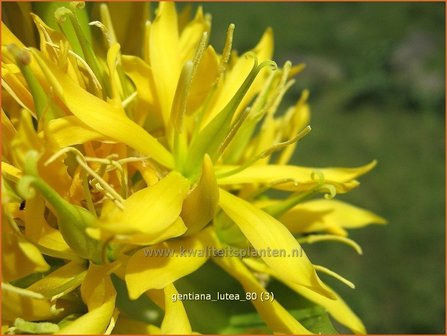 Gentiana lutea | Gele gentiaan, Gentiaan