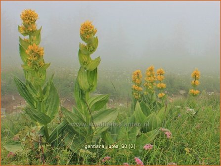 Gentiana lutea | Gele gentiaan, Gentiaan