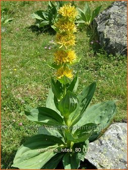 Gentiana lutea | Gele gentiaan, Gentiaan