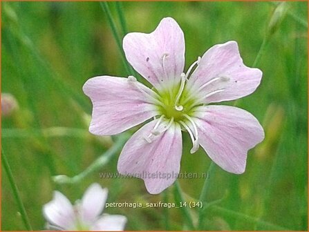 Petrorhagia saxifraga | Mantelanjer | Nelkenk&ouml;pfchen