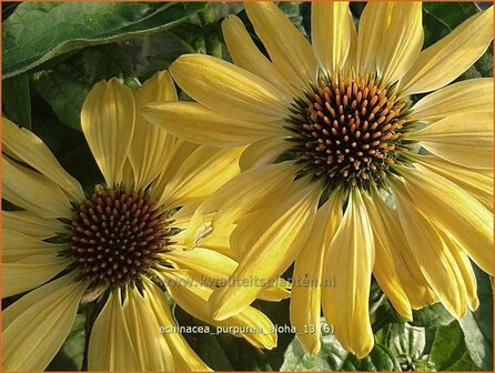 Echinacea purpurea &#039;Aloha&#039; | Zonnehoed