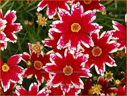 Coreopsis &#039;Ruby Frost&#039; | Meisjesogen