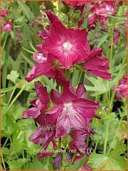 Sidalcea &#039;Wine Red&#039; | Griekse malva, Prairiemalva | Pr&auml;riemalve