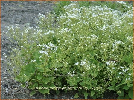 Brunnera macrophylla &#039;Betty Bowring&#039; | Kaukasische vergeet-mij-nietje, Vast vergeet-mij-nietje