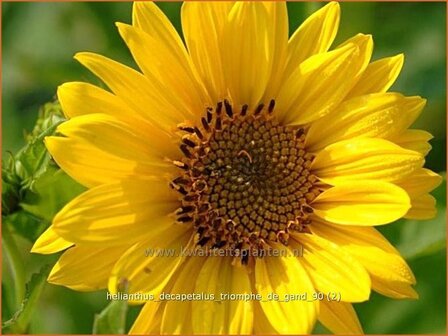 Helianthus decapetalus &#039;Triomphe de Gand&#039; | Vaste zonnebloem