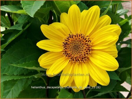 Helianthus decapetalus &#039;Triomphe de Gand&#039; | Vaste zonnebloem