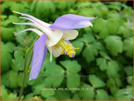 Aquilegia &#039;Mrs M. Nicholls&#039; | Akelei | Akelei