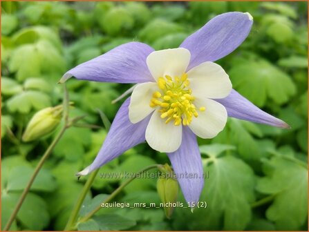 Aquilegia &#039;Mrs M. Nicholls&#039; | Akelei | Akelei