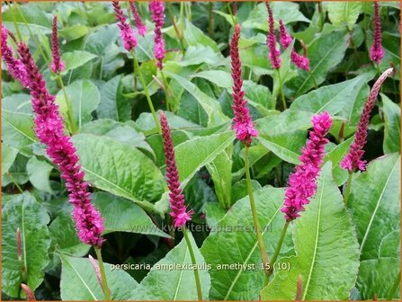 Persicaria amplexicaulis &#039;Amethyst&#039; | Adderwortel, Duizendknoop | Kerzenkn&ouml;terich