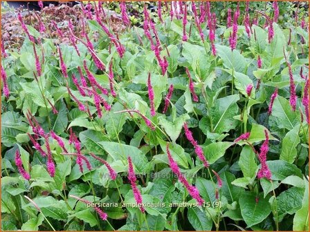 Persicaria amplexicaulis &#039;Amethyst&#039; | Adderwortel, Duizendknoop | Kerzenkn&ouml;terich