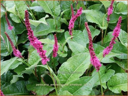 Persicaria amplexicaulis &#039;Amethyst&#039; | Adderwortel, Duizendknoop | Kerzenkn&ouml;terich