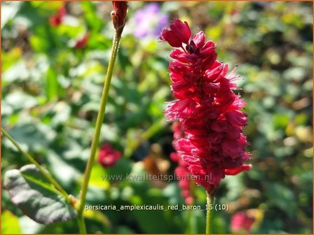 Persicaria amplexicaulis &#039;Red Baron&#039; | Adderwortel, Duizendknoop | Kerzenkn&ouml;terich