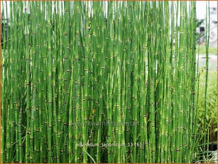 Equisetum japonicum | Japanse holpijp, Holpijp, Paardenstaart