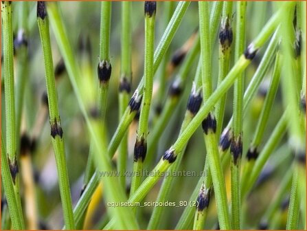 Equisetum scirpoides | Dwergholpijp, Holpijp, Paardenstaart | Simsen-Schachtelhalm | Dwarf Horsetail