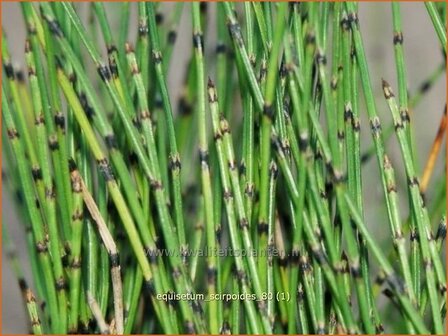 Equisetum scirpoides | Dwergholpijp, Holpijp, Paardenstaart | Simsen-Schachtelhalm | Dwarf Horsetail