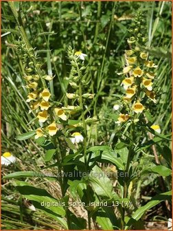 Digitalis &#039;Spice Island&#039; | Vingerhoedskruid | Fingerhut