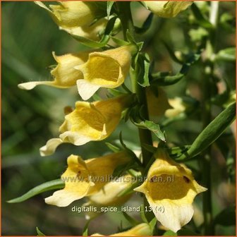 Digitalis &#039;Spice Island&#039; | Vingerhoedskruid | Fingerhut