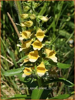 Digitalis &#039;Spice Island&#039; | Vingerhoedskruid | Fingerhut