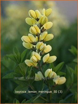 Baptisia &#039;Lemon Meringue&#039; | Valse indigo, Indigolupine