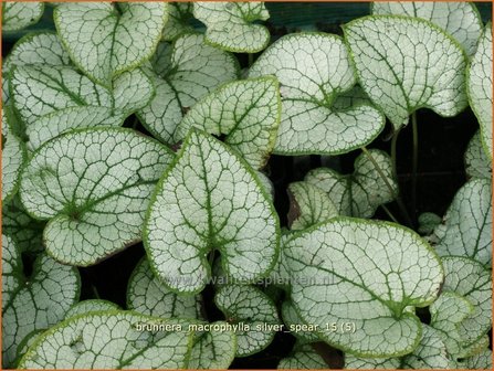 Brunnera macrophylla &#039;Silver Spear&#039; | Kaukasische vergeet-mij-nietje, Vast vergeet-mij-nietje