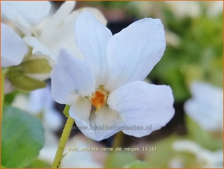 Viola odorata &#039;Reine de Neiges&#039; | Maarts viooltje, Welriekend viooltje, Viooltje