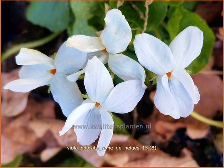 Viola odorata &#039;Reine de Neiges&#039; | Maarts viooltje, Welriekend viooltje, Viooltje