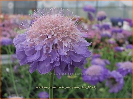 Scabiosa columbaria &#039;Mariposa Blue&#039; | Duifkruid, Schurftkruid