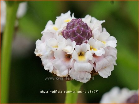 Phyla nodiflora &#039;Summer Pearls&#039; | Kruipende verbena