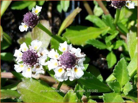 Phyla nodiflora &#039;Summer Pearls&#039; | Kruipende verbena