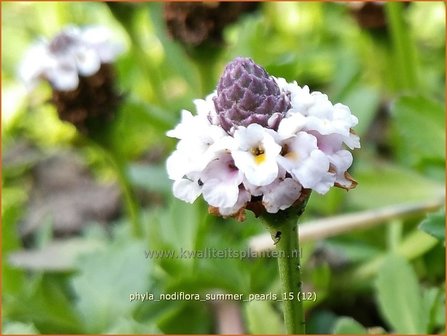 Phyla nodiflora &#039;Summer Pearls&#039; | Kruipende verbena