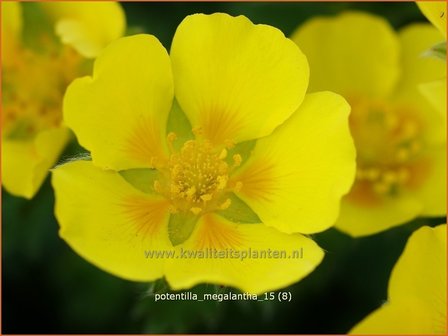 Potentilla megalantha | Ganzerik | Gro&szlig;bl&uuml;tiges Fingerkraut