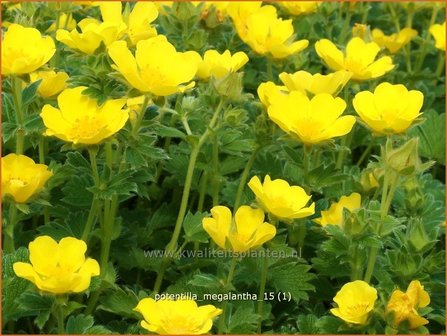 Potentilla megalantha | Ganzerik | Gro&szlig;bl&uuml;tiges Fingerkraut