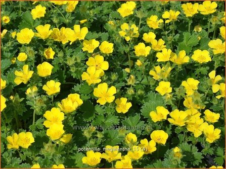 Potentilla megalantha | Ganzerik | Gro&szlig;bl&uuml;tiges Fingerkraut