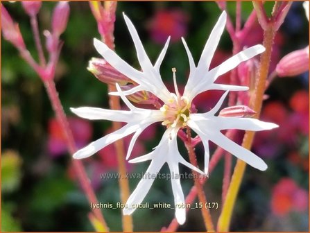 Lychnis flos-cuculi &#039;White Robin&#039; | Echte koekoeksbloem, Koekoeksbloem