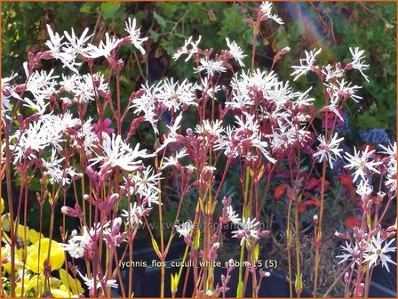 Lychnis flos-cuculi &#039;White Robin&#039; | Echte koekoeksbloem, Koekoeksbloem