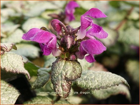 Lamium maculatum &#039;Purple Dragon&#039; | Dovenetel