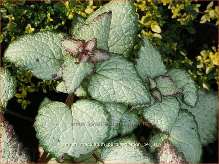 Lamium maculatum &#039;Purple Dragon&#039; | Dovenetel