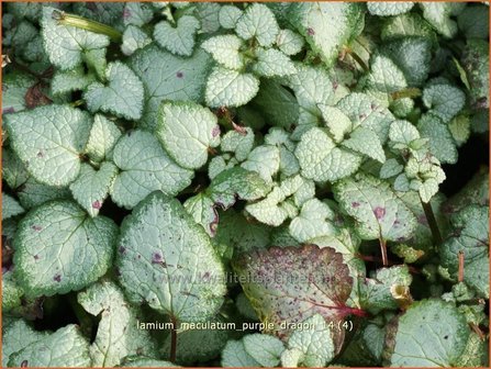 Lamium maculatum &#039;Purple Dragon&#039; | Dovenetel