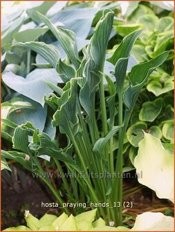 Hosta &#039;Praying Hands&#039; | Hartlelie, Funkia