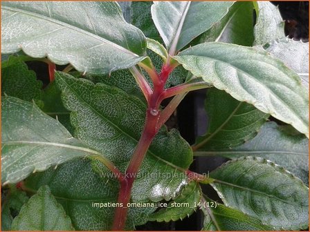 Impatiens omeiana &#039;Ice Storm&#039; | Balsemien, Springzaad