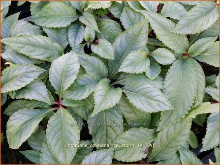 Impatiens omeiana &#039;Ice Storm&#039; | Balsemien, Springzaad