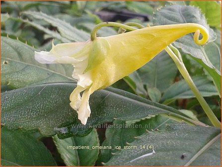 Impatiens omeiana &#039;Ice Storm&#039; | Balsemien, Springzaad