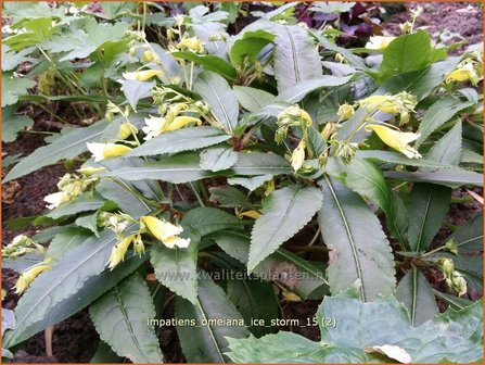 Impatiens omeiana &#039;Ice Storm&#039; | Balsemien, Springzaad